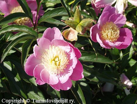 Paeonia lactiflora 'Bowl of Beauty', kiinanpioni